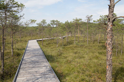 Footpath amidst trees on field against sky