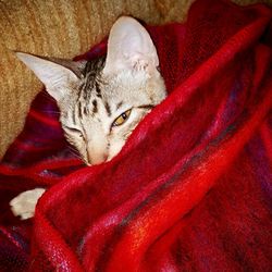 Close-up of cat lying down