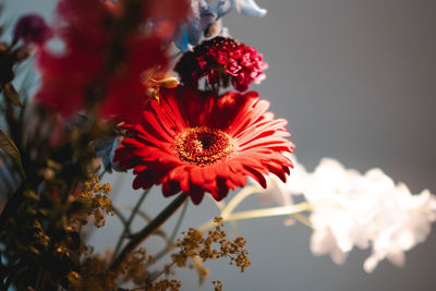 Close-up of red daisy flowers