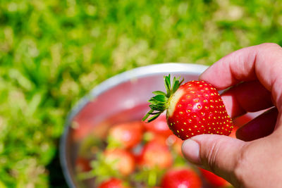 Cropped hand holding strawberries