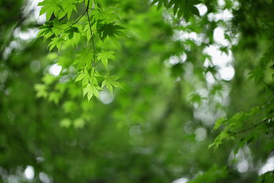 Close-up of fresh green leaves in rainy season