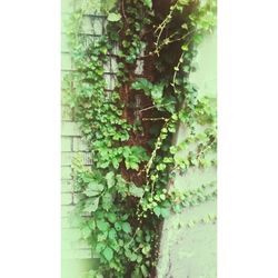 Ivy growing on wall