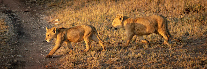 Panorama of two lion cubs crossing road