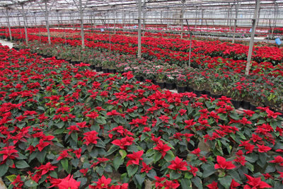 Red flowers growing in greenhouse