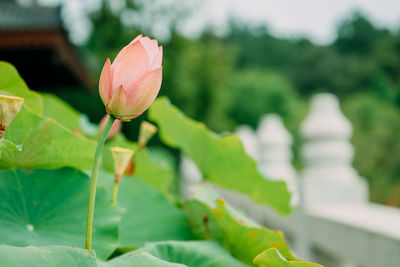 Close-up of lotus water lily