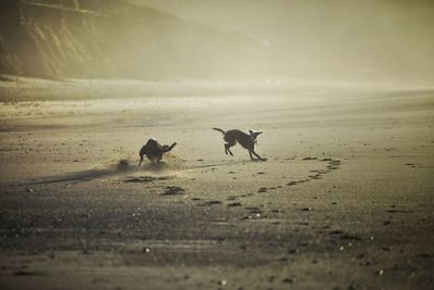 Two dogs on beach