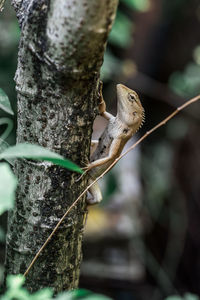 Close-up of lizard on tree trunk