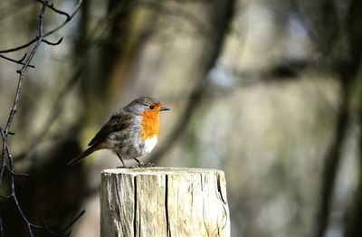 Close-up of bird perching on wood