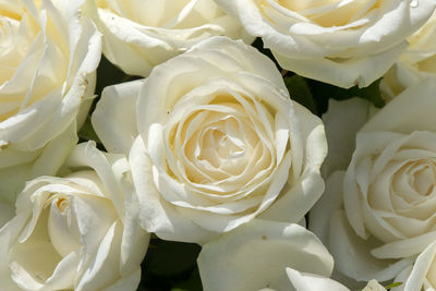 Close-up of white rose bouquet