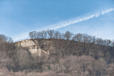 Low angle view of bare trees on field against blue sky