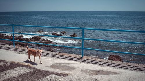 Dog standing on railing by sea against sky