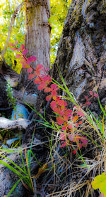 Close-up of mushroom growing on tree trunk