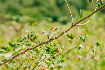 Chestnut-headed