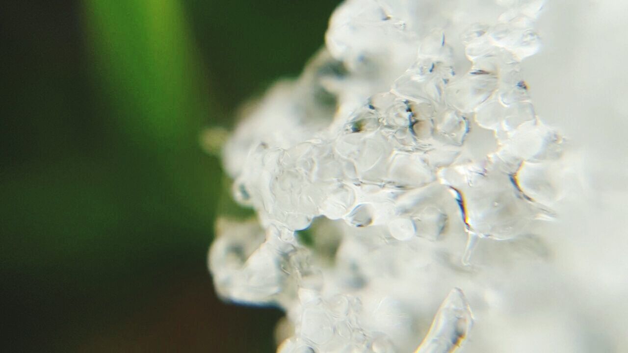 CLOSE-UP OF WHITE FLOWERS