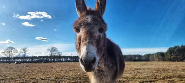 View of a horse on field