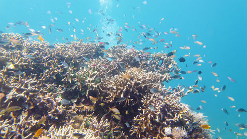 coral reef