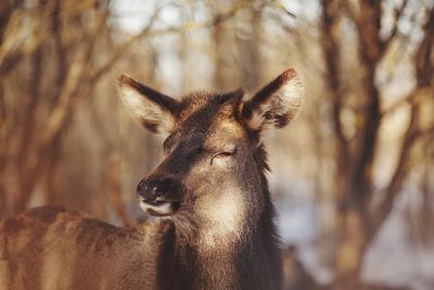 Portrait of deer