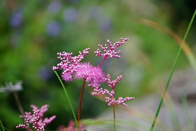 Close-up of flowers blooming outdoors