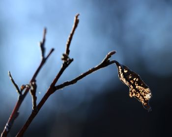 Close-up of dried plant against blurred background