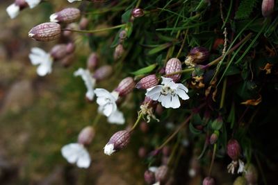Close-up of white flowering plant