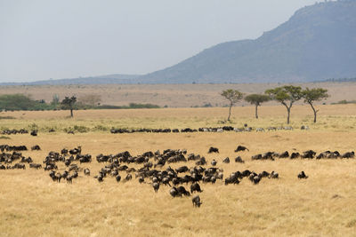 Flock of sheep in a field