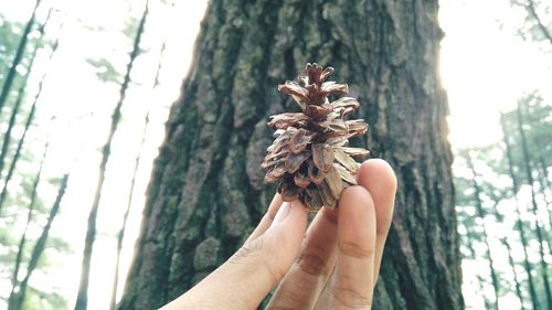 Close-up of hand holding pine cone against tree trunk