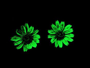 Close-up of flowering plant against black background