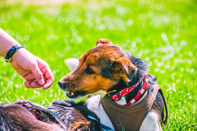 Close-up of a dog on field