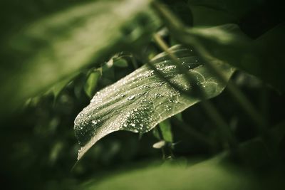 Close-up of water drops on leaf