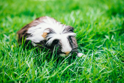 Close-up of a dog on grass