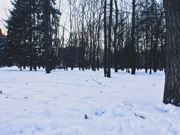 Snow covered bare trees against sky