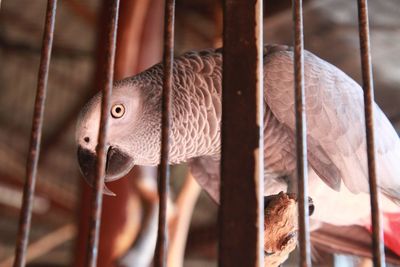 Close-up of bird in cage