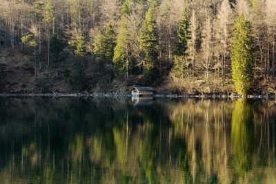 Scenic view of lake in forest