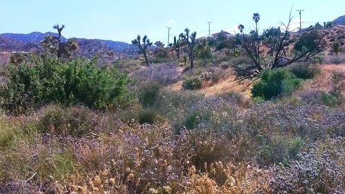 Plants growing on landscape against sky