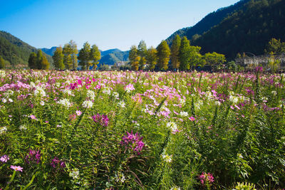 Purple flowering plants on field