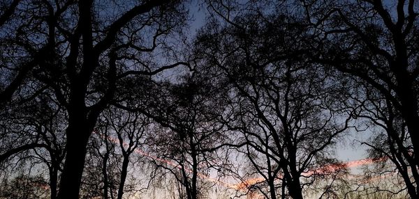 Low angle view of bare trees against sky