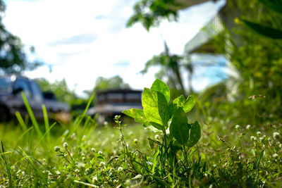 Close-up of plant growing on field