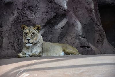 Lion in zoo