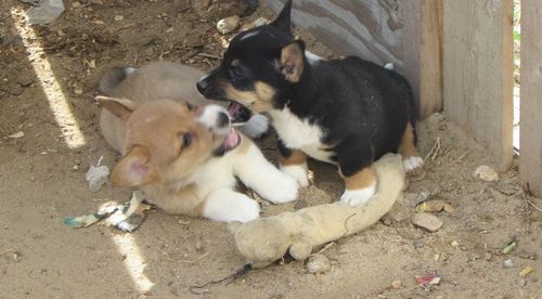 High angle view of puppy playing