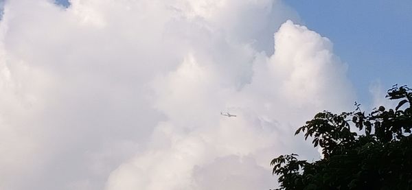 Low angle view of bird flying against sky