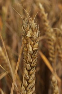 Close-up of plant against blurred background