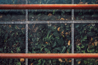 View from outside on green plants behind the distorting glass wall of a tropical greenhouse