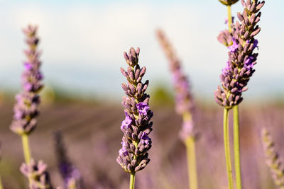 Close-up of purple flowers blooming in field