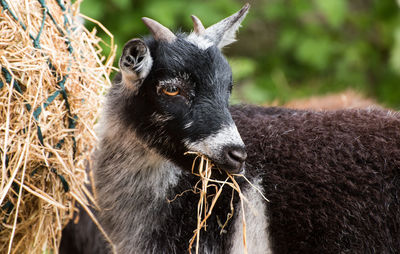 Close-up portrait of black