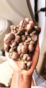 Cropped hand of person holding chestnuts