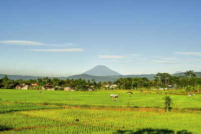 Garden landscape with the backdrop of mount sindoro in indonesia
