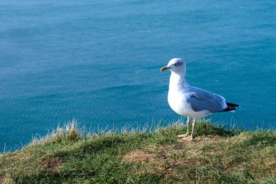 Close-up of bird perching on grass by sea