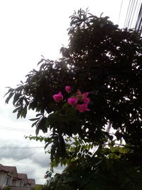 Low angle view of pink flowering tree and building against sky