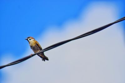 Low angle view of bird perching against clear blue sky