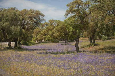 Scenic view of flowering trees on field against sky